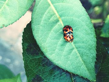 Close-up of ladybug on leaf