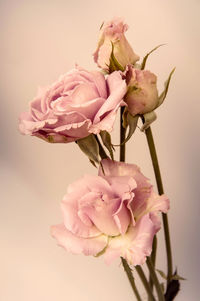 Close-up of pink rose against white background