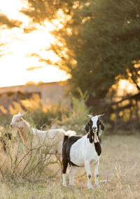 View of a dog on field during sunset