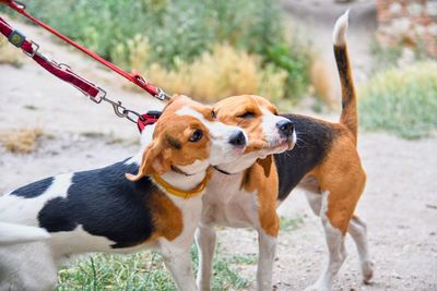 A cute beagle puppy kisses her mom. beagle dogs playing outdoors