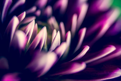 Close-up of pink flower