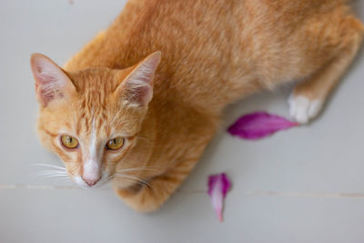 Close-up portrait of a cat