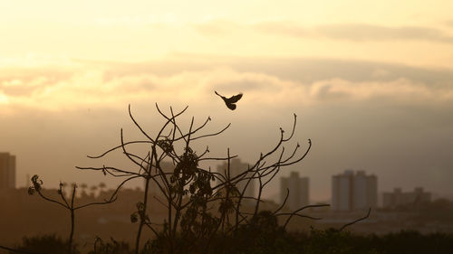 Low angle view of bird flying in sky