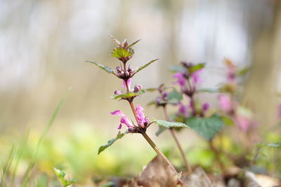 Close-up of pink flowering plant