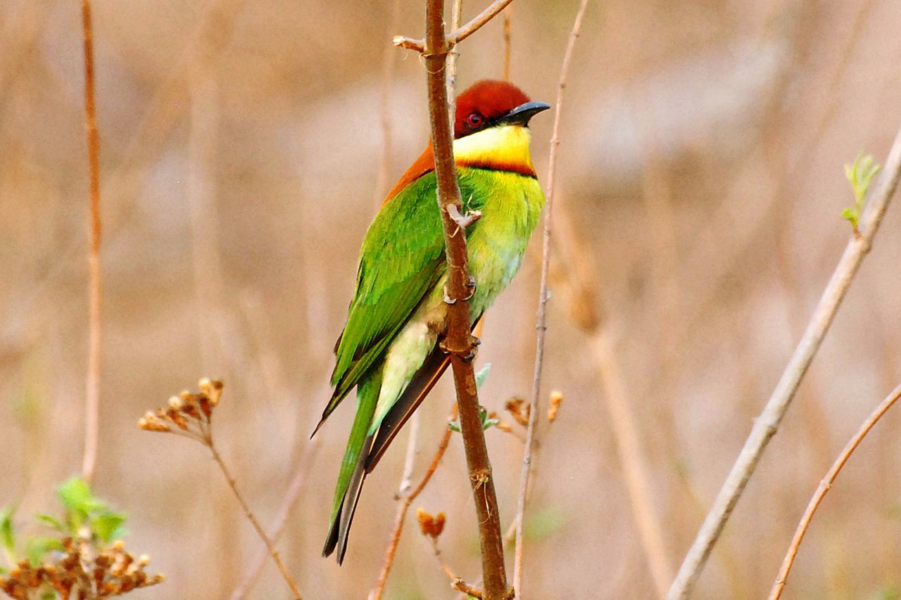 Mahananda wildlife sanctuary