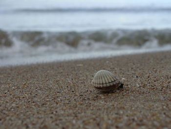 Close-up of seashell on sand at beach