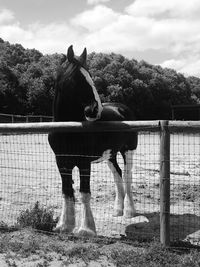 Horse standing on field against trees
