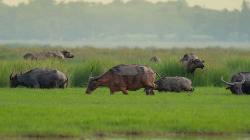 Flock of buffalo in a field