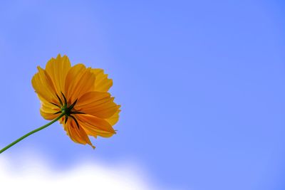 Close-up of yellow cosmos flower against blue sky