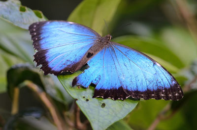 Close-up of butterfly on purple flower