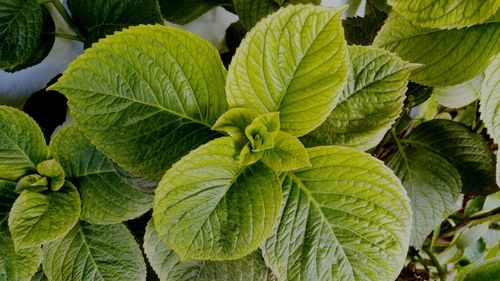 Full frame shot of green leaves