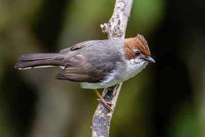 Close-up of bird perching on a tree