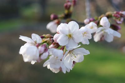 Close-up of white cherry blossoms