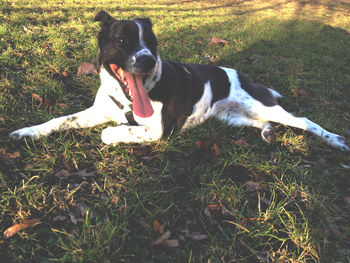 Dog standing on grassy field