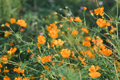 Close-up of orange flowering plants on field