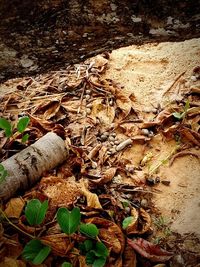 High angle view of dry leaves on field