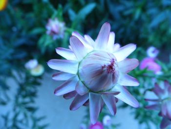 Close-up of flower blooming outdoors