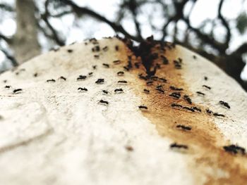 Close-up of ant on tree trunk