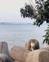 View of an animal on rock against sea