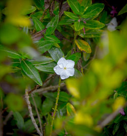 Close-up of white flowering plant