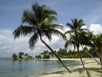 Palm trees on beach against sky