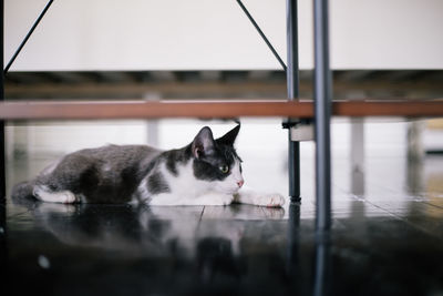 Portrait of cat relaxing on floor