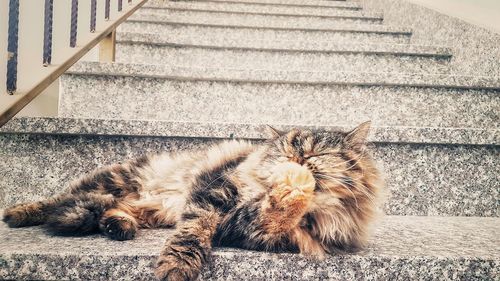 Cat sleeping on staircase