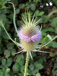 Close-up of thistle flower