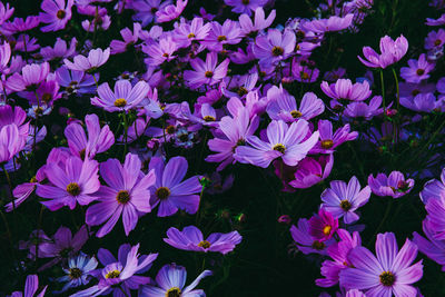 High angle view of purple flowers