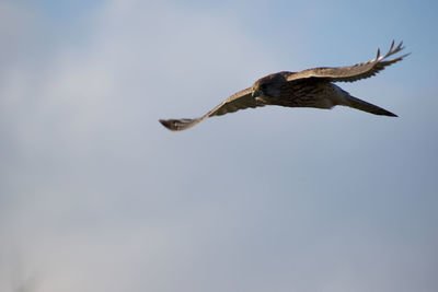 Low angle view of eagle flying in sky