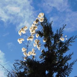 Low angle view of tree against sky