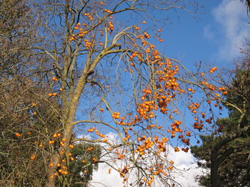 Low angle view of trees against sky during autumn