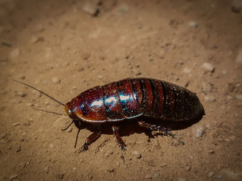 High angle view of insect on field