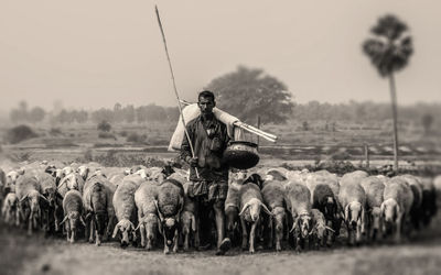 Shepherd with flock of sheep walking on field