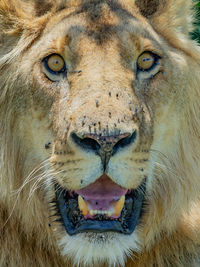Close-up portrait of a cat