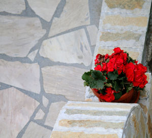 Close-up of red flowers