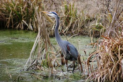 High angle view of gray heron in lake