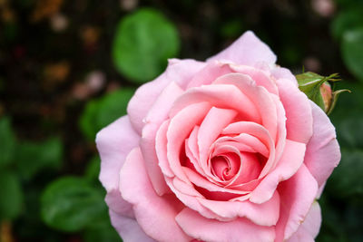 Close-up of pink rose