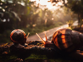 Close-up of snail on land