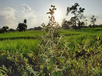 Scenic view of agricultural field against sky
