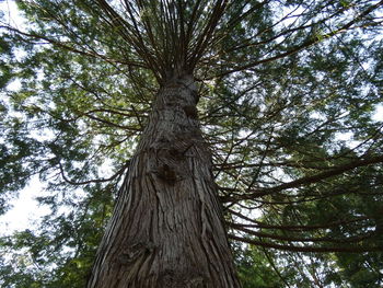 Low angle view of tree