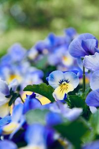 Close-up of purple flowering plant