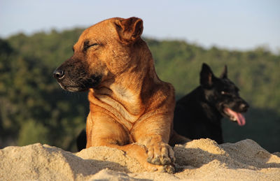 Close-up of dog