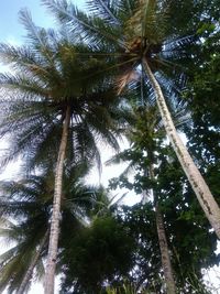 Low angle view of coconut palm trees against sky