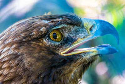 Close-up of a bird looking away