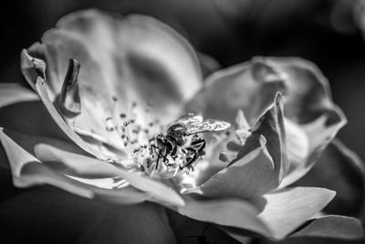 Close-up of rose flower