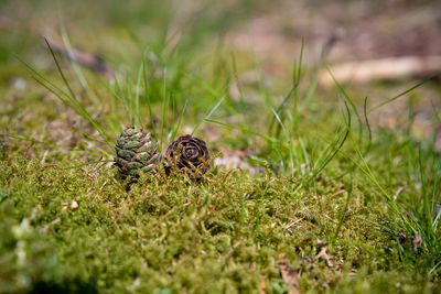 Close-up of pine cone on grass