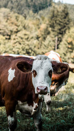 Portrait of cow on field