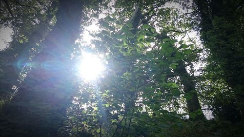 Low angle view of trees in forest