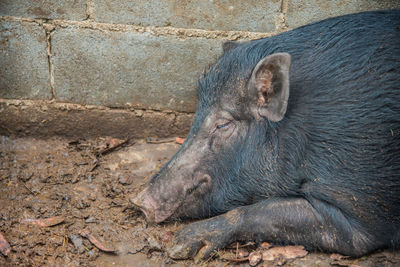 Boar sleeping outdoors